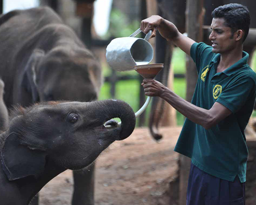 Baby Elephants in Udawalawa Transit Home