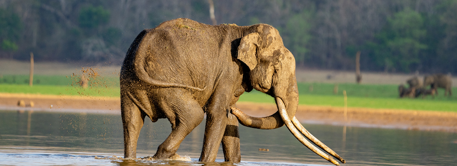 Sri Lankan Elephant - Udawalawe