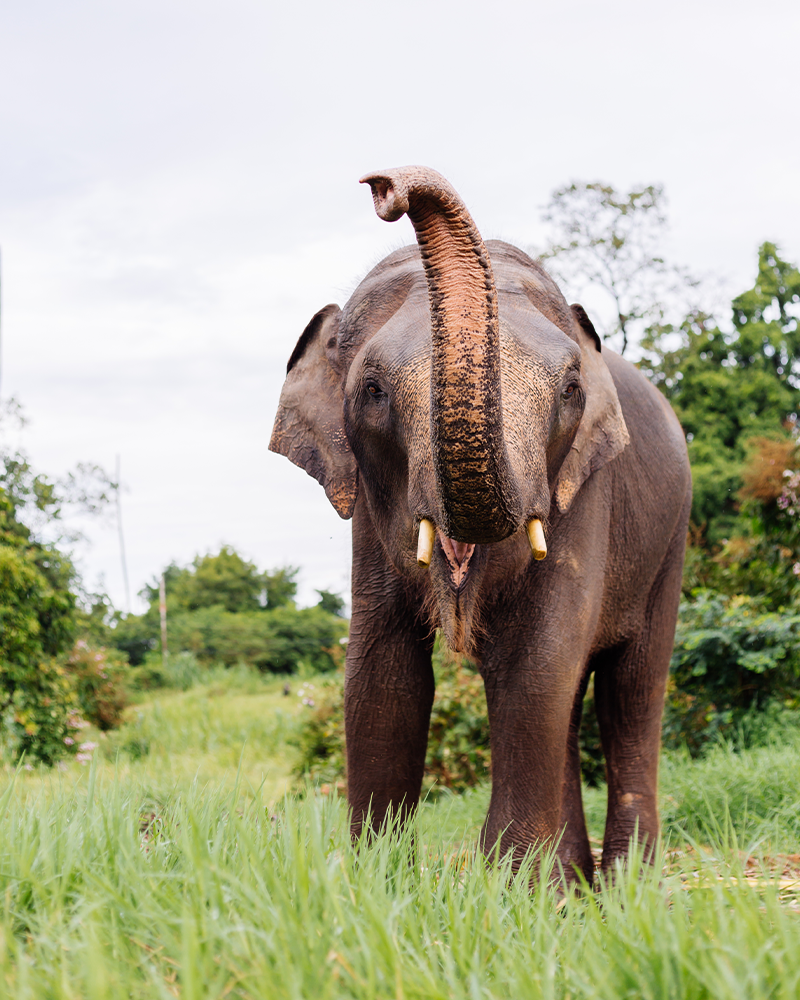 Elephants in Sri Lanka