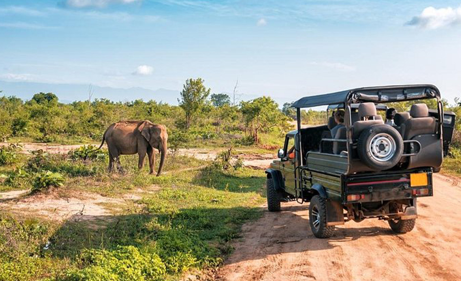 Enjoy a Real Safari Experience