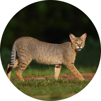 Jungle Cat