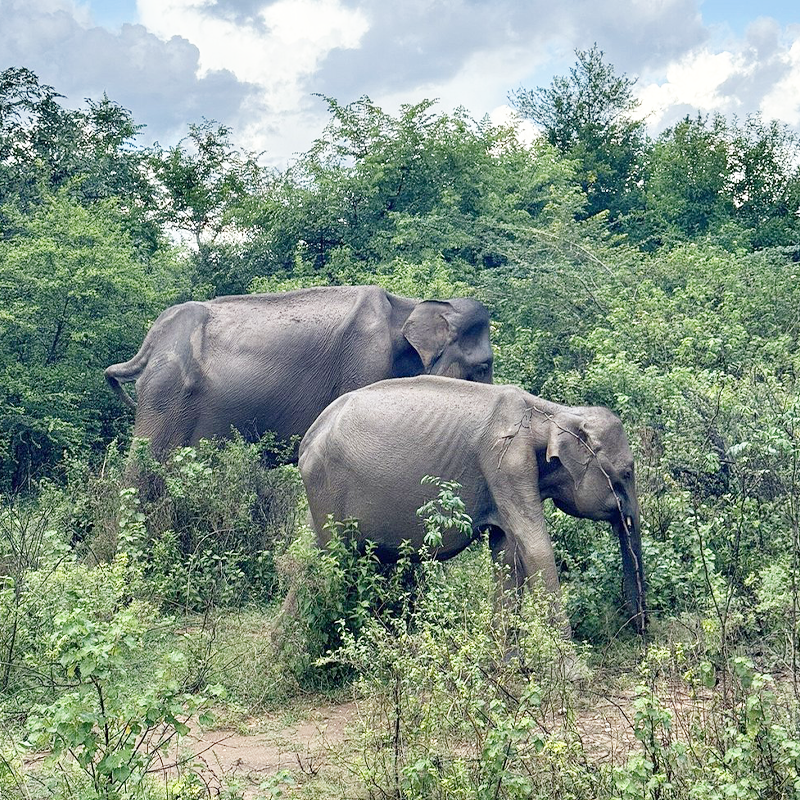 Planning a Udawalawe Safari in Sri Lanka: What You Need to Know