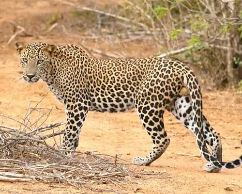 Udawalawe National Park