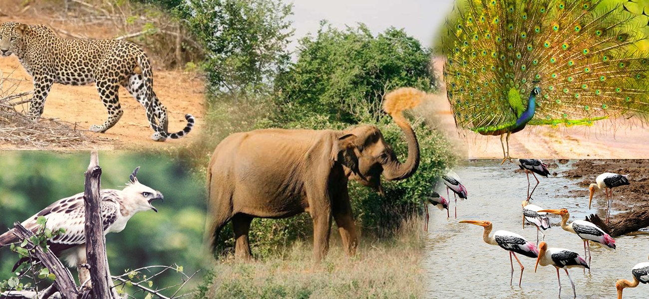 Udawalawa Animals