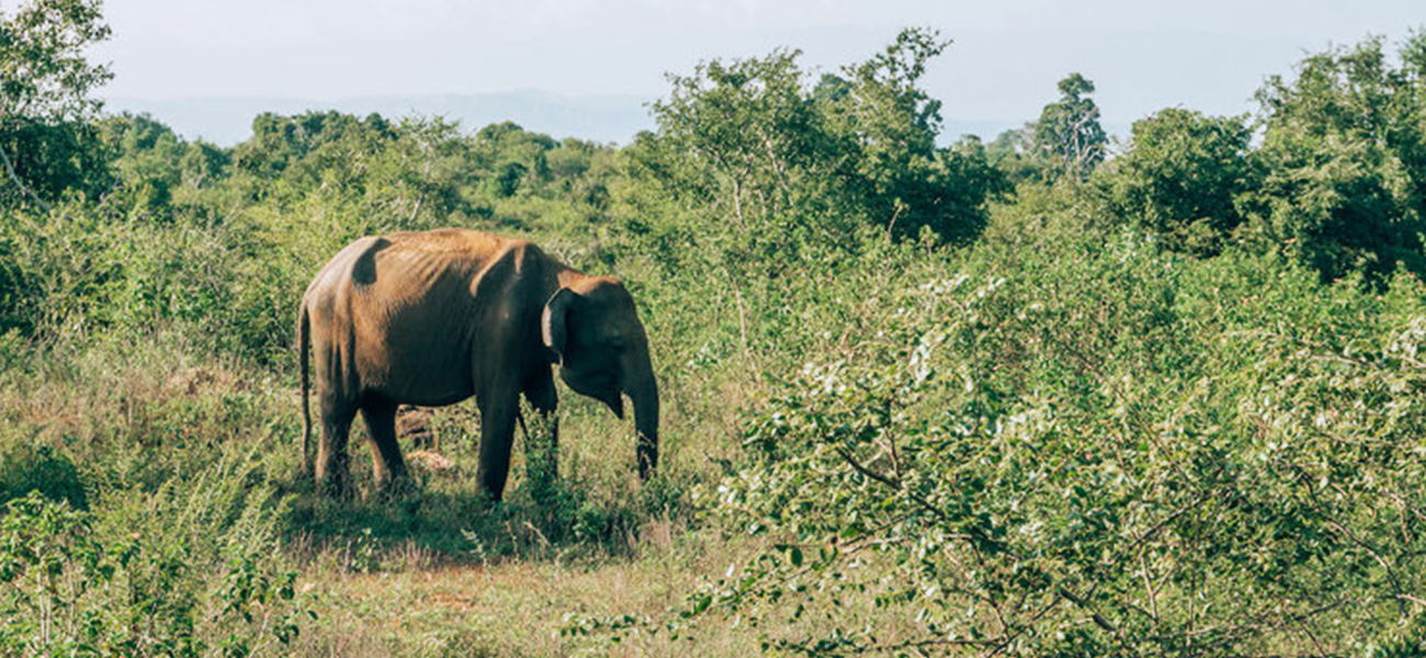 Planning a Udawalawe Safari in Sri Lanka: What You Need to Know