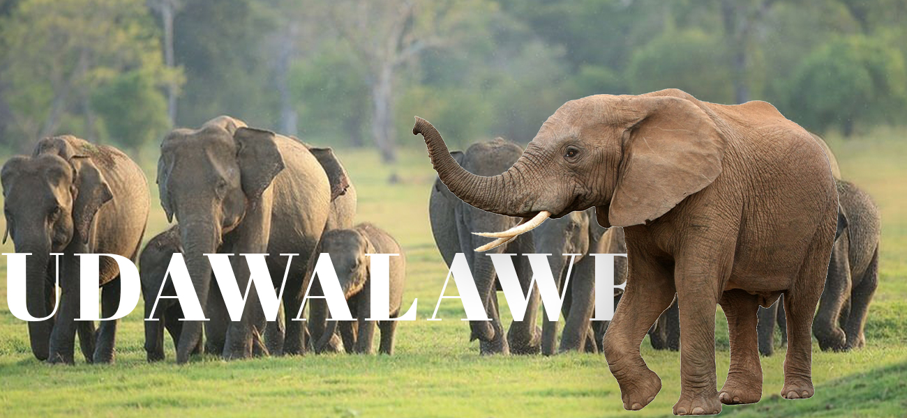 Udawalawe National Park
