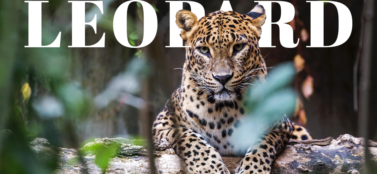 Top 10 Places to Visit in Sri Lanka (2025 Guide)