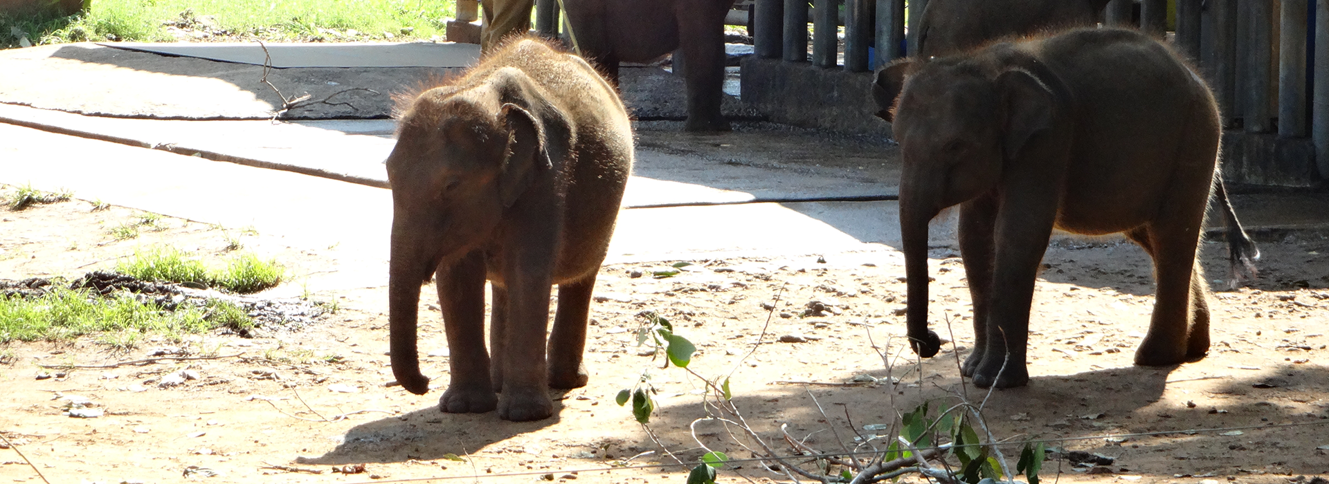 Top Reasons Why Udawalawe Is the Best Place to See Elephants in Sri Lanka