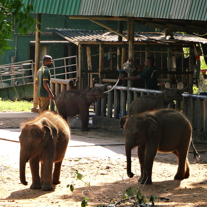 Top Reasons Why Udawalawe Is the Best Place to See Elephants in Sri Lanka